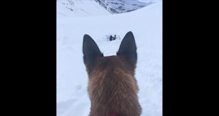 Warten auf den Befehl &laquo;Voran, such!&raquo;
