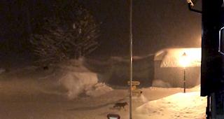 Nicht eindeutig. In Ulrichen fotografiertes Tier l&auml;sst sich nicht zweifelsfrei als Wolf identifizieren.