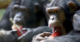 Unsch&auml;dliche Dieselmotoren. Autobauer haben Affen (im Symbolbild: Schimpansen) zum Test Schadstoffen ausgesetzt.