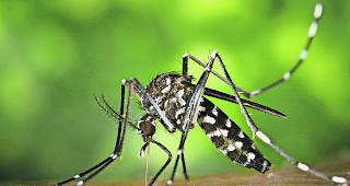 Herausforderung. Neben der Thematik invasiver Pflanzen wird sich die Arbeitsgruppe auch damit befassen, wie dem Auftreten tierischer Lebewesen wie etwa der Tigerm&uuml;cke zu begegnen ist.  