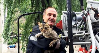 Vielf&auml;ltige Einsatzgebiete. Katzenrettung auf dem Kirchplatz in Naters.