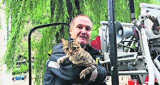 Hilfe. Auch das ist Feuerwehrarbeit: F&uuml;r eine Katzenrettung ist kein Aufwand zu gross. 