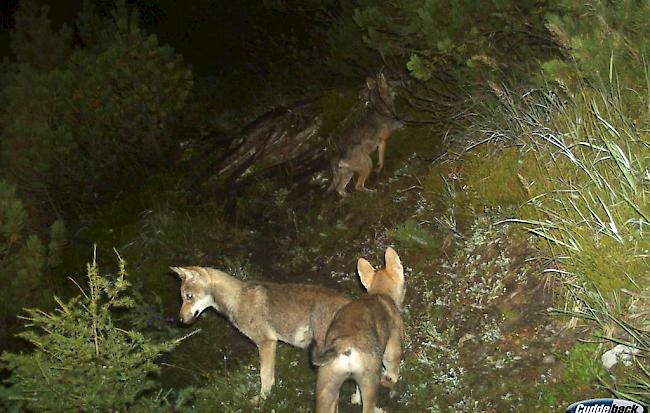 Von Zug erfasst. Ein Jungwolf des Calandarudels wurde beim Unfall getötet (Archivbild).