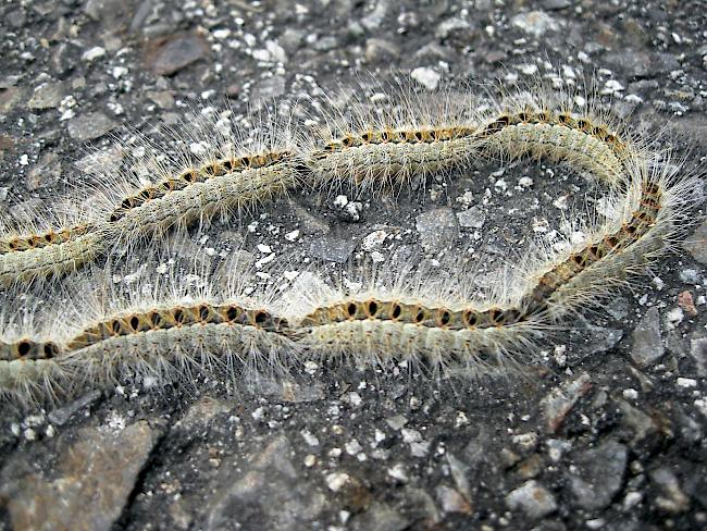 Prozessionsspinner. Den Kontakt mit den Raupen gilt es zu meiden. Denn die nesselnden Brennhärchen der Tiere können bei Menschen Schwellungen oder gar Atemnot auslösen.