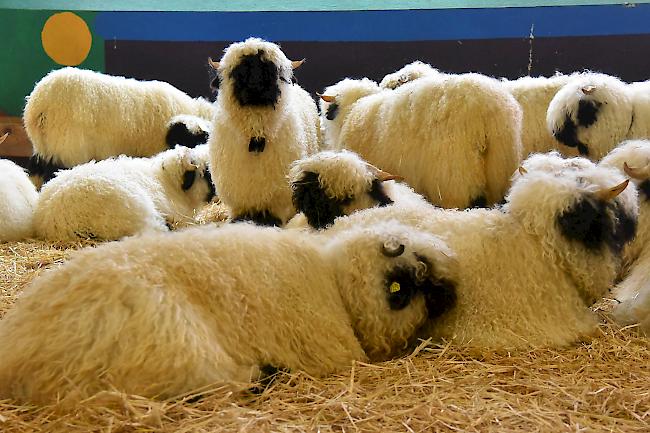 Impressionen von der 29. Schwarznasen-Ausstellung.