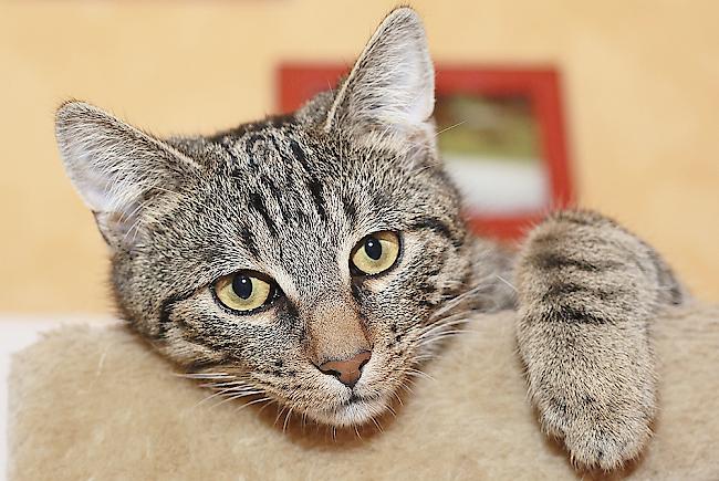 Acht von zehn vermissten Tieren sind Katzen.