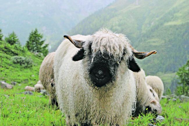 Wollust. Ein 70 Jahre alter Italiener wollte sich an einer Walliser Schwarznase vergehen. 