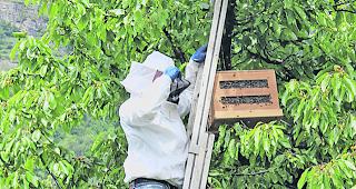 Neues Zentrum. Auf die Imkerei aufmerksam machen, lautet eines der Ziele der &laquo;Api-Schiir&raquo;.  