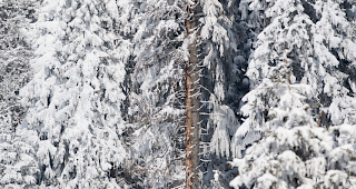 Grosse Fl&auml;chen von Schutzwald sind ins Rutschen geraten. (Symbolbild)