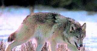 F28. Die W&ouml;lfin vom Goms. 