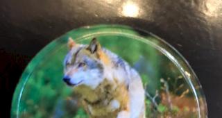 &Auml;rgernis Wolf. Die Abbildung eines Wolfes auf einem Kaffeerahmdeckeli von Emmi verstimmt SAB-Direktor Thomas Egger.  