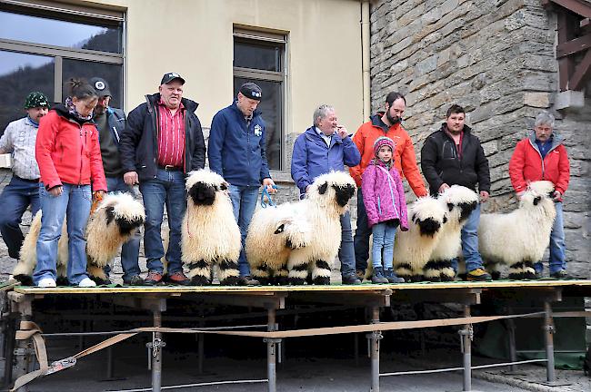 Stolz präsentieren die Züchter ihre prächtigsten Tiere.