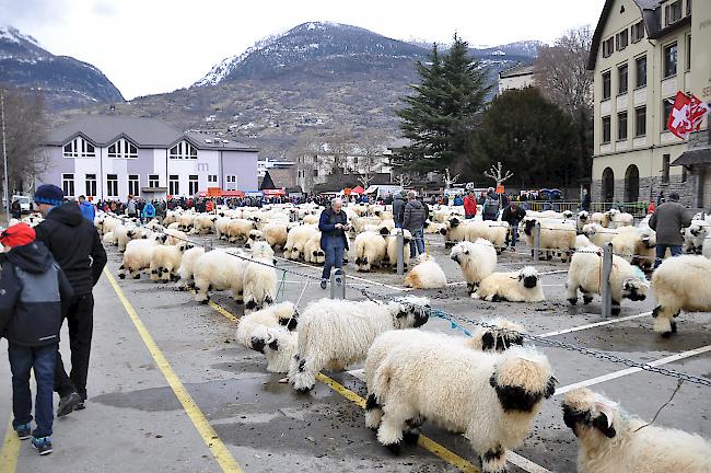 Die Besucher des Widdermarkts konnten mehr als 400 Tiere bestaunen.