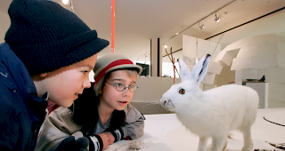 Sind Schneehasen wegen des Klimawandels schon bald nur mehr im Naturmuseum zu bewundern?