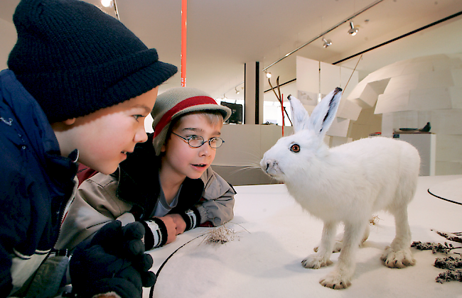 Sind Schneehasen wegen des Klimawandels schon bald nur mehr im Naturmuseum zu bewundern?