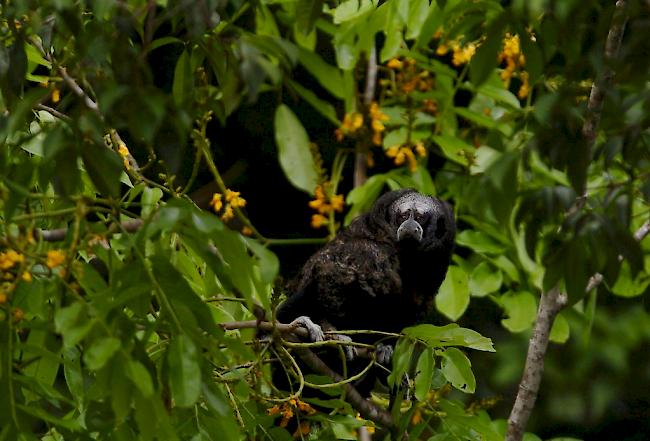 Experten warnen: "Die Biodiversität der Welt geht verloren".