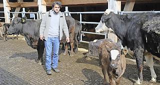 W&auml;hrend Horacio Beltran &uuml;berwiegend auf seine Mutterk&uuml;he achtet...