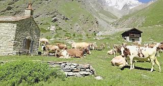 Die Alpinfrastruktur der T&auml;schalp muss verbessert werden. Dabei wird auch die Hirtenunterkunft (r.) modernisiert.