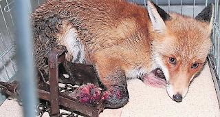 Schmerzhaft. Ein Rotfuchs ist mit dem rechten Bein in einem illegal ausgelegten Tellereisen gefangen (Symbolbild). 
