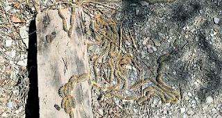 Gef&auml;hrlich. Eine Begegnung mit den Raupen des Prozessionsspinners kann f&uuml;r Mensch und Tier schwerwiegende Folgen haben.