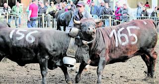Engagierte Rinder. &laquo;Favi&raquo; von Fabien Aymon aus Botyre im Kampf gegen &laquo;Anuk&raquo; der Familie Eyer aus Ried-Brig.  