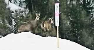 Gamsgeiss mit Gitz. Schutzzonen-Hinweise werden &uuml;bersehen.