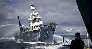 Trotz weltweitem Walfangmoratoriums hat die Waljagd vor der K&uuml;ste Japans wieder begonnen. 