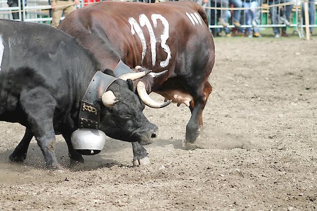 Impressionen vom Frühjahrs-Match Goler 2018