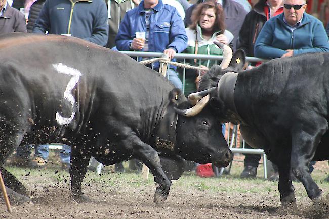 Impressionen vom Frühjahrs-Match Goler 