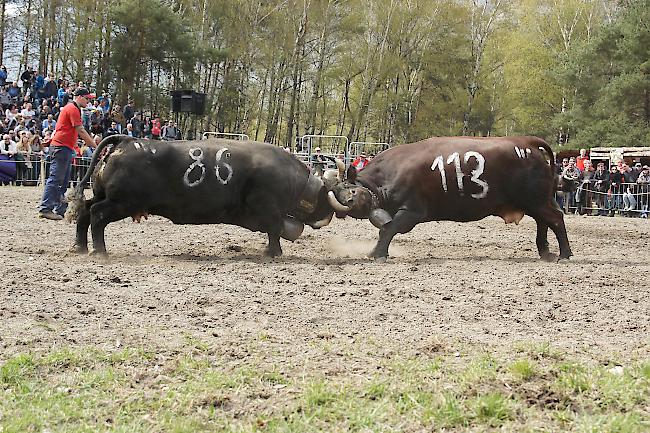 Impressionen vom Frühjahrs-Match Goler 