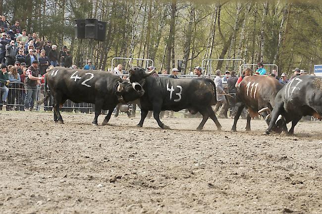 Impressionen vom Frühjahrs-Match Goler 