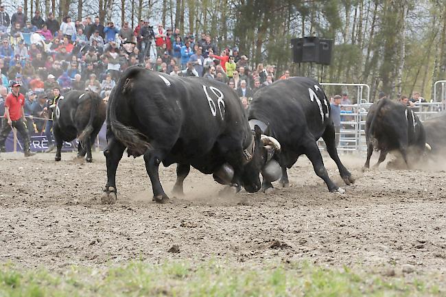 Impressionen vom Frühjahrs-Match Goler 