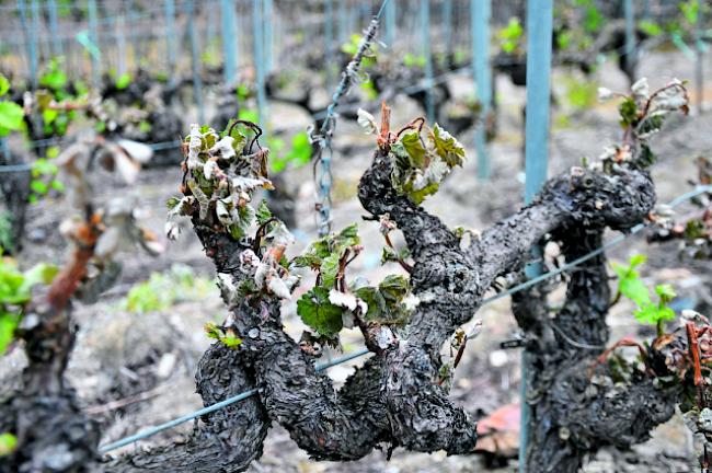 Wenig gefragt. Die Hagelversicherung versichert im Weinbau auch Frostschäden. Die Nachfrage ist allerdings bisher bescheiden. 