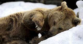 Im Kanton Obwalden wurde am Montag ein B&auml;r gesichtet. Die Identit&auml;t des Tieres ist noch nicht gekl&auml;rt.