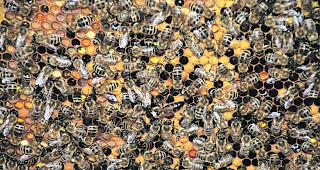 Der Gebrauch von Pestiziden soll ein massives Bienensterben zur Folge gehabt haben. (Symbolbild)