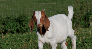 Am Polizeigericht in Nyon hat am Dienstag der Prozess gegen zwei Tierschutz-Aktivistinnen begonnen. Ihnen wird vorgeworfen, im M&auml;rz 18 Ziegen gestohlen zu haben, um deren Ende im Schlachthaus zu verhindern. (Symbolfoto)