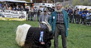Die eigentliche Misterwahl ging an den flotten Bock von Edwin Eggel aus Naters mit seinem Enkel Simon Gundi.