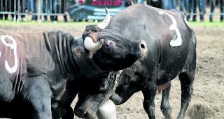 Schwungvoll. Geht es nach den Pl&auml;nen der IG &laquo;Markthalle und Arena Turtmann&raquo;, kreuzen die Oberwalliser Kampfk&uuml;he ab Herbst 2019 ihre H&ouml;rner in einer neuen Arena in Turtmann.  