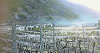 Wasser gegen Frost. Nebst Frostkerzen setzten die Winzer auch ihre Berieselungsanlagen gegen den Frost ein. 