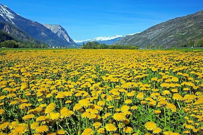 Zwischen den häufigen Regentagen zeigte sich ab und an auch der Hochsommer. 
