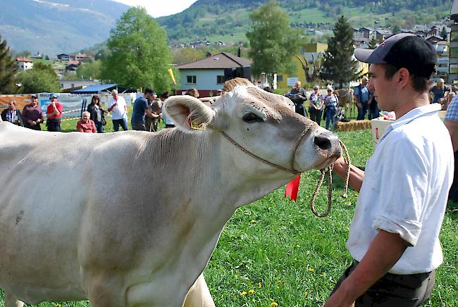 Eindruck von der Präsentation der Kühe.