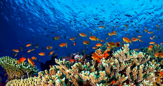 Unterst&uuml;tzung. Die australische Regierung will &uuml;ber 370 Millionen Franken investieren, um die Wasserqualit&auml;t des Great Barrier Reef zu verbessern.