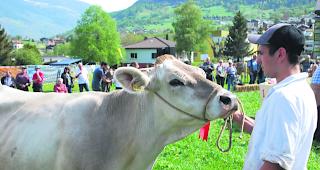 Stolze K&uuml;he. Ein stattliches Tier wird im Kreis herum Publikum und Experten vorgef&uuml;hrt. 