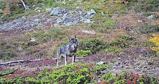  In den vergangenen drei Wochen haben ein oder mehrere W&ouml;lfe im Goms sieben Schafe get&ouml;tet. Zwei werden noch vermisst. (Symbolbild)