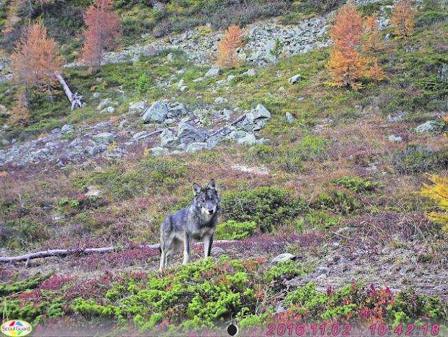 Gegen die Abschussverfügung im Val d