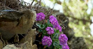 An Muttertag herrscht kein Wanderwetter. So verbleibt der Kauf des Blumenstrauss, damit die Mutter die Natur geniessen kann.