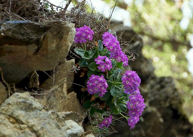 An Muttertag herrscht kein Wanderwetter. So verbleibt der Kauf des Blumenstrauss, damit die Mutter die Natur geniessen kann.