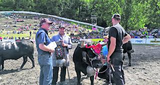Kampfstark. Michel de Louis Besse-Joulin (Zweiter von links) holte mit seiner &laquo;Norton&raquo; den nationalen Titel bei den Rindern. 