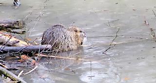 Die Anwesenheit des Bibers am Galdikanal ist umstritten.