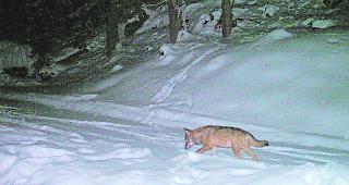 Anl&auml;sslich der Arbeitssitzung vom 21. Juni 2018 hat die Mehrheit der Justizkommission des Walliser Grossen Rates (JUKO) die vollst&auml;ndige Ung&uuml;ltigkeit der Volksinitiative &laquo;F&uuml;r einen Kanton Wallis ohne Grossraubtiere&raquo; beantragt.